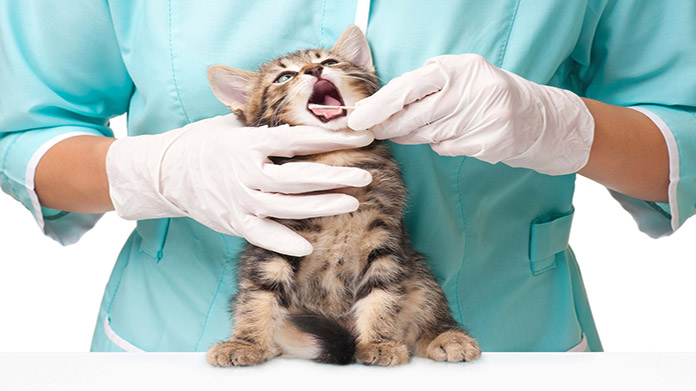 How to Start a Veterinary Practice | TRUiC