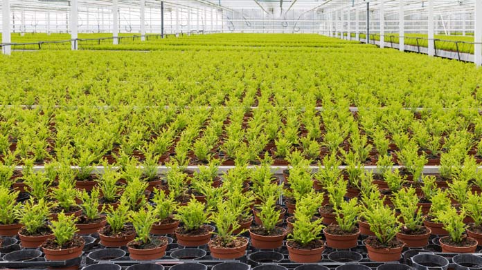 A large hydroponic greenhouse full of potted plants