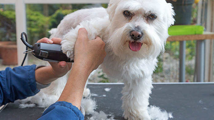 Mobile Dog Grooming Business Image