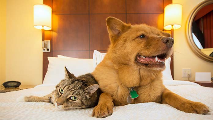 A cat and dog snuggling on a hotel bed