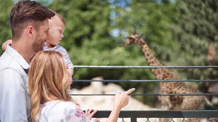 A couple and their son looking at a giraffe